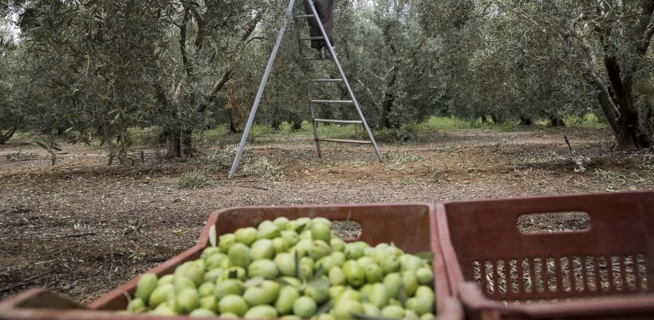 Σε λίγα χρόνια στην Ελλάδα δεν θα έχουμε ελιές – Γιατί οι παραγωγοί εγκαταλείπουν την καλλιέργειά τους